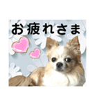 ジャビとココとコタロー（個別スタンプ：9）