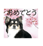 ジャビとココとコタロー（個別スタンプ：11）