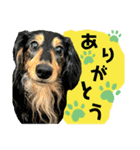 ジャビとココとコタロー（個別スタンプ：12）