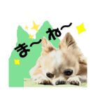 ジャビとココとコタロー（個別スタンプ：13）