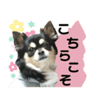 ジャビとココとコタロー（個別スタンプ：14）