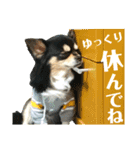 ジャビとココとコタロー（個別スタンプ：15）
