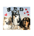 ジャビとココとコタロー（個別スタンプ：16）