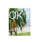 OKINAWAの景色と花（個別スタンプ：2）
