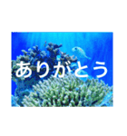 OKINAWAの景色と花（個別スタンプ：7）