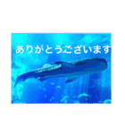 OKINAWAの景色と花（個別スタンプ：9）