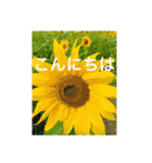 OKINAWAの景色と花（個別スタンプ：11）