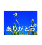 OKINAWAの景色と花（個別スタンプ：15）