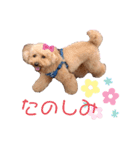 トイプードルのからあげちゃん（個別スタンプ：1）