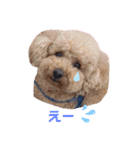 トイプードルのからあげちゃん（個別スタンプ：2）