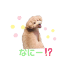 トイプードルのからあげちゃん（個別スタンプ：6）