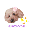 トイプードルのからあげちゃん（個別スタンプ：7）