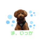トイプードルのからあげちゃん（個別スタンプ：16）
