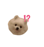 ポメラニアンもちの日常♡（個別スタンプ：6）