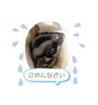 らき＆くーちゃん＆ぽちゃんスタンプ（個別スタンプ：3）
