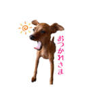困り顔momo かわいい編♡（個別スタンプ：20）