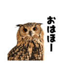 フクロウのガルーさん（個別スタンプ：1）