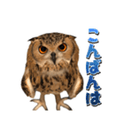 フクロウのガルーさん（個別スタンプ：2）