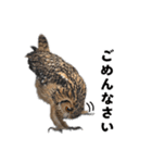 フクロウのガルーさん（個別スタンプ：4）