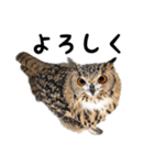 フクロウのガルーさん（個別スタンプ：5）