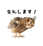 フクロウのガルーさん（個別スタンプ：6）