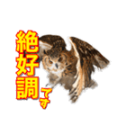フクロウのガルーさん（個別スタンプ：7）