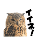 フクロウのガルーさん（個別スタンプ：9）