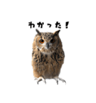 フクロウのガルーさん（個別スタンプ：10）