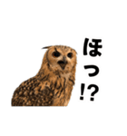 フクロウのガルーさん（個別スタンプ：13）