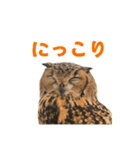 フクロウのガルーさん（個別スタンプ：14）
