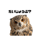 フクロウのガルーさん（個別スタンプ：15）
