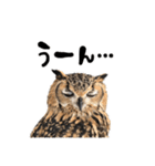 フクロウのガルーさん（個別スタンプ：16）