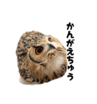 フクロウのガルーさん（個別スタンプ：17）