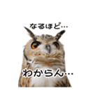フクロウのガルーさん（個別スタンプ：18）