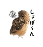 フクロウのガルーさん（個別スタンプ：19）