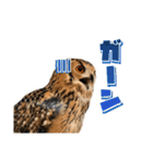 フクロウのガルーさん（個別スタンプ：20）