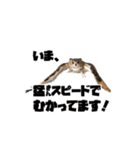 フクロウのガルーさん（個別スタンプ：21）