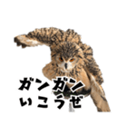 フクロウのガルーさん（個別スタンプ：22）