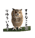 フクロウのガルーさん（個別スタンプ：23）