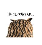 フクロウのガルーさん（個別スタンプ：24）