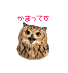 フクロウのガルーさん（個別スタンプ：27）