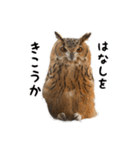 フクロウのガルーさん（個別スタンプ：28）