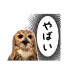 フクロウのガルーさん（個別スタンプ：29）