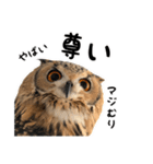 フクロウのガルーさん（個別スタンプ：30）