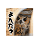 フクロウのガルーさん（個別スタンプ：31）