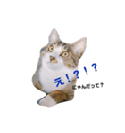 になはるちび Part1（個別スタンプ：2）