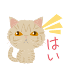 Mau★ねこスタンプ(ビジネスVer.)（個別スタンプ：22）