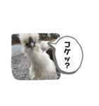 コロンとゆかいな仲間たち（個別スタンプ：7）