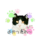私の愛猫ミキスケくん（個別スタンプ：1）