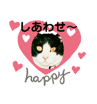 私の愛猫ミキスケくん（個別スタンプ：6）